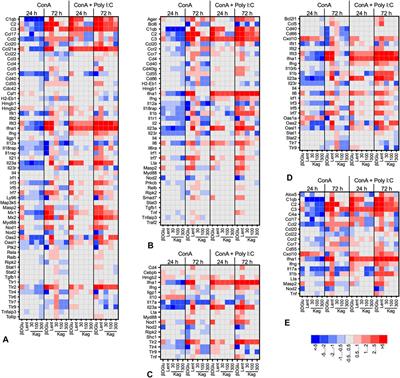 Gene Expression Pattern of Peyer’s Patch Lymphocytes Exposed to Kagocel Suggests Pattern-Recognition Receptors Mediate Its Action